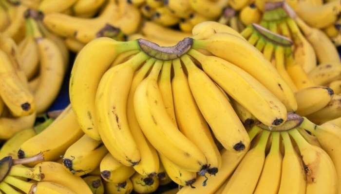 health benefits of eating banana early morning | ಪ್ರತಿದಿನ ಬೆಳಿಗ್ಗೆ ಎದ್ದು ಬಾಳೆಹಣ್ಣು ತಿನ್ನುತ್ತೀರಾ..? ಪರಿಣಾಮ ತಿಳಿದರೆ ಶಾಕ್ ಆಗುತ್ತೀರಿ..! Health News in Kannada