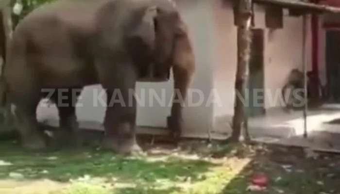 elephant trying to take jackfruit viral video 