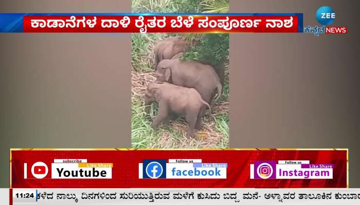Farmers' crops are completely destroyed by forest attack..!
