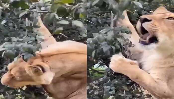 Viral Video: ಮಾಂಸದ ಬದಲು ಎಲೆ ತಿನ್ನುತ್ತಿರುವ ಕಾಡಿನ ರಾಜ ಸಿಂಹ!
