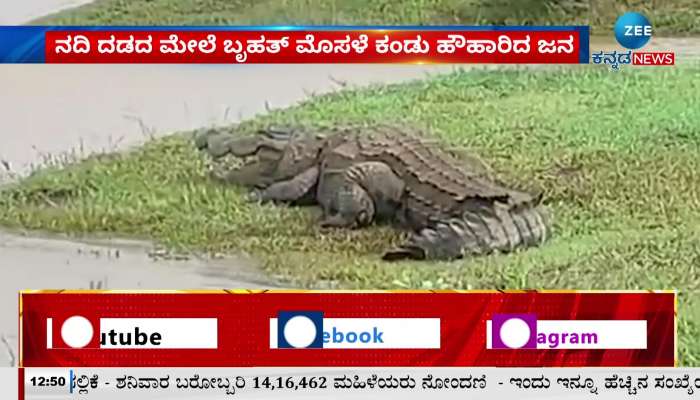 crocodile found in kittur krishna river