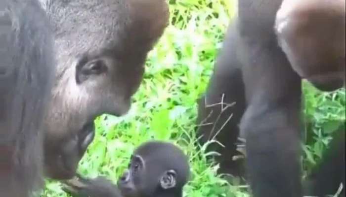 baby gorilla talking with ts father viral video 