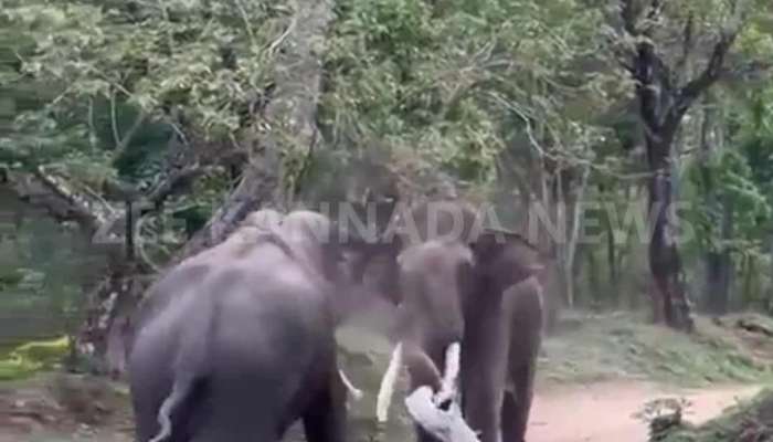 Elephant fighting with each other in forest viral video 