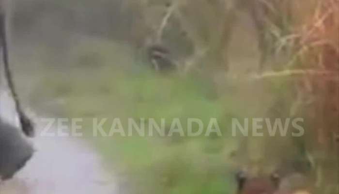 tiger hiding himself from elephants viral video 
