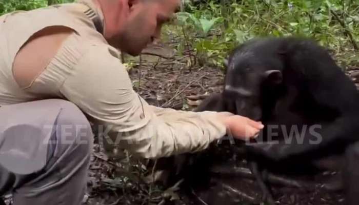   very clever chimpanzee viral video 
