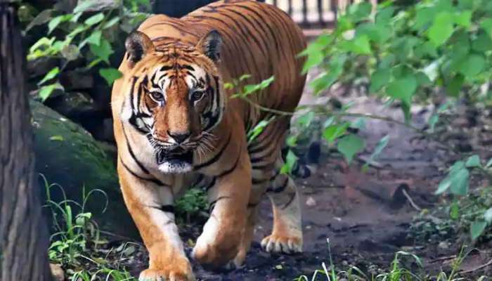 Tiger in Karnataka: ರಾಜ್ಯದಲ್ಲಿ ಹುಲಿಗಳ ಸಂಖ್ಯೆ ಏರಿಕೆ 