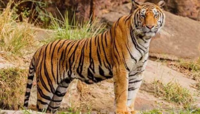 International Tiger Day 2023: ಕರ್ನಾಟಕದಲ್ಲಿ ಹುಲಿಗಳ ಸಂಖ್ಯೆ 435ಕ್ಕೆ ಏರಿಕೆ  