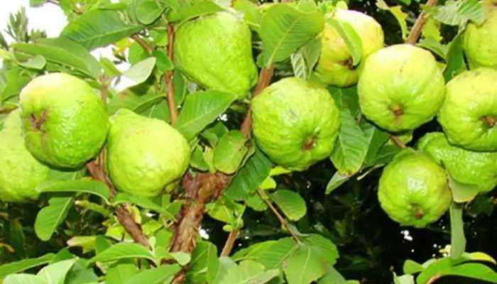Do you know the benifits of guava fruit