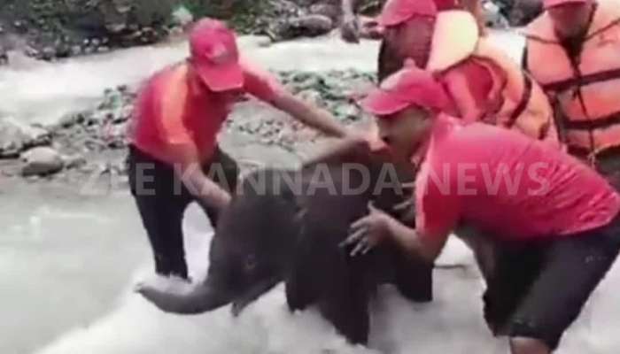 trying to rescue elephant calf viral video
