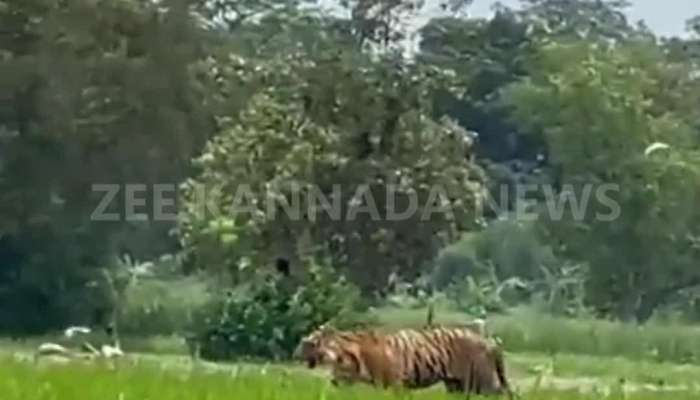 Tiger entered farm while farmer working 