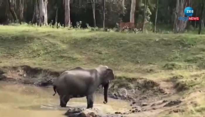  tiger afraid of elephant viral video