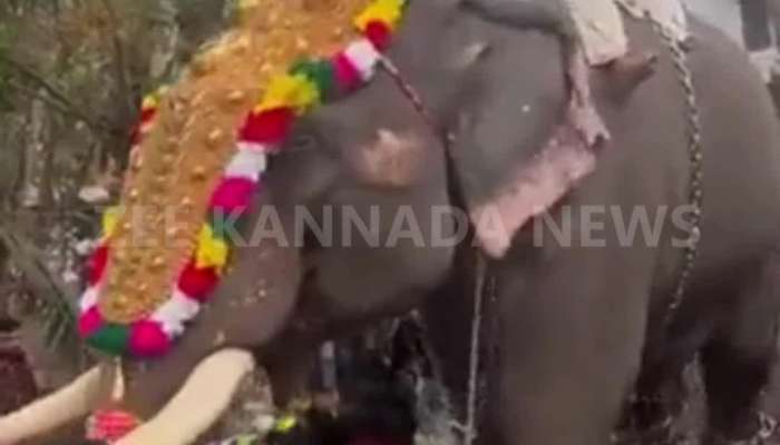  elephant eating jack fruit viral video