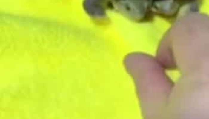 Two headed turtle video has gone viral