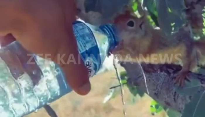 Squiril drinking water from bottle viral video 