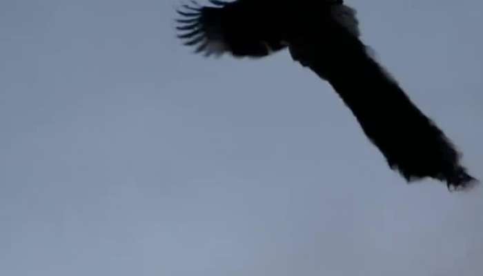 Watch a viral video of flying peacock