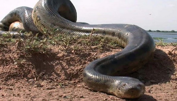 World Biggest King Cobra: ಕ್ಷಣಮಾತ್ರದಲ್ಲಿ ಹೆಬ್ಬಾವು-ಮೊಸಳೆ ನುಂಗುವ ವಿಶ್ವದ ಅತಿದೊಡ್ಡ ಹಾವು! 