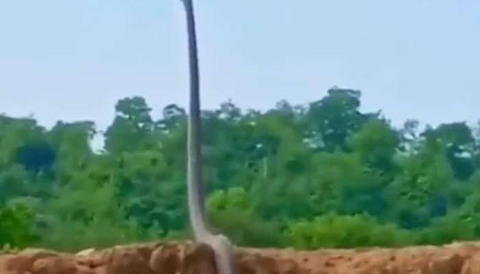 Snake viral video 