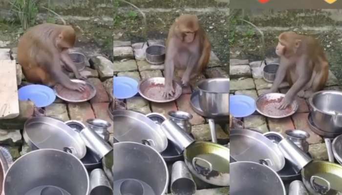 Monkey Video : ಕೋತಿಯ ತಪ್ಪಿಗೆ ಶಿಕ್ಷೆ, ಒಂದು ರಾಶಿ ಪಾತ್ರೆ ತೊಳೆದ ಬಡಪಾಯಿ ಮಂಗಣ್ಣ 