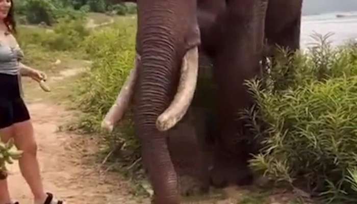 elephant and girl video goes viral 
