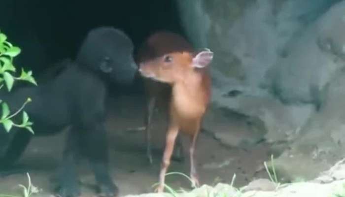  Deer and gorilla viral video   