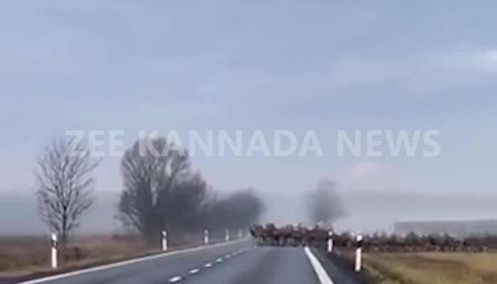 hundreds of deer crossing highway video