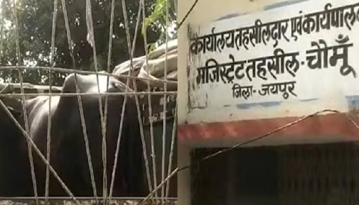 Viral Video: ನ್ಯಾಯಾಲಯದ ಕಟಕಟೆ ತಲುಪಿದ 'ಮಿಸ್ ಟನಕ್ಪುರ್', ಯಾಕೆ ಗೊತ್ತಾ? ಸುದ್ದಿ ಓದಿ.. title=