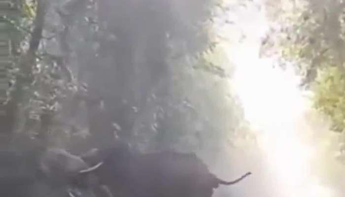 elephant fighting video goes viral 