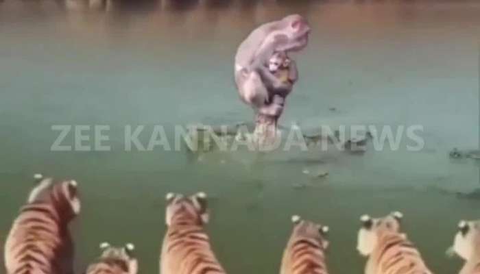 monkey surrounded by troubles viral video