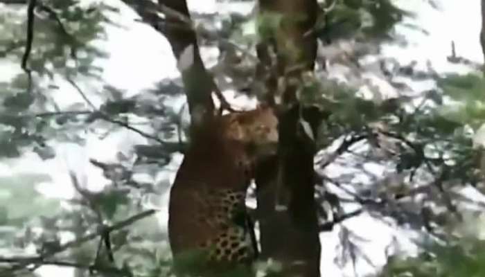 cheetah climbing tree vira video