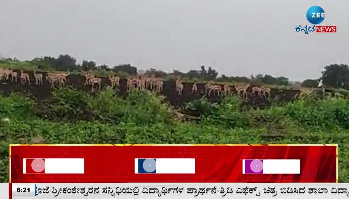 A group of deer entered the farmers' fields and destroyed the crops