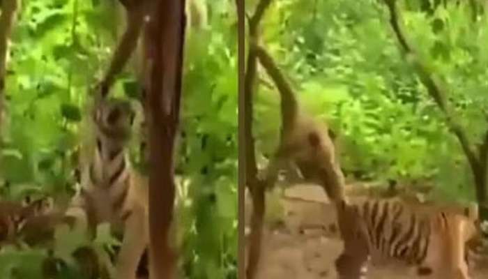 Viral Video : ಹುಲಿಯೊಂದಿಗೆ ಕಾದಾಡುತ್ತಿರುವ ಮಂಗ..ಮುಂದೇನಾಯ್ತು ನೀವೇ ನೋಡಿ! title=