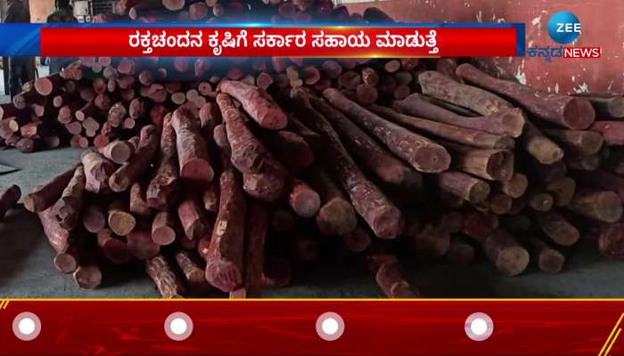 Farm Red sandalwood and earn crores