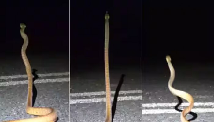 Snake Video : ಕಂಬದಂತೆ ನೆಟ್ಟಗೆ ನಿಂತ ನಾಗರಹಾವು, ವಿಸ್ಮಯಕಾರಿ ವಿಡಿಯೋ ವೈರಲ್‌ 
