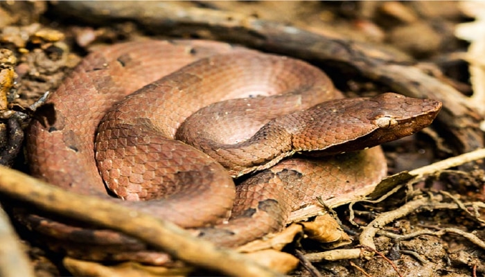 Venomous snake: ಜಗತ್ತಿನಲ್ಲಿರುವ 5 ಅತ್ಯಂತ ವಿಷಕಾರಿ ಹಾವುಗಳು, ಕಚ್ಚಿದರೆ ಸಾವು ಖಚಿತ!
