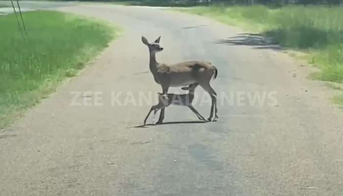  deer video that went viral