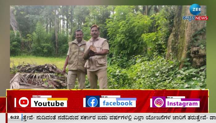 Pieces of sandalwood illegally stocked at the back of the house were seized 