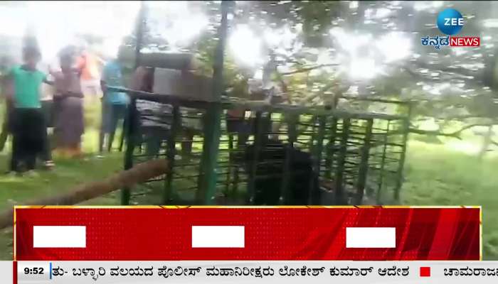 A bear fell into a cage in Nelamangala..!