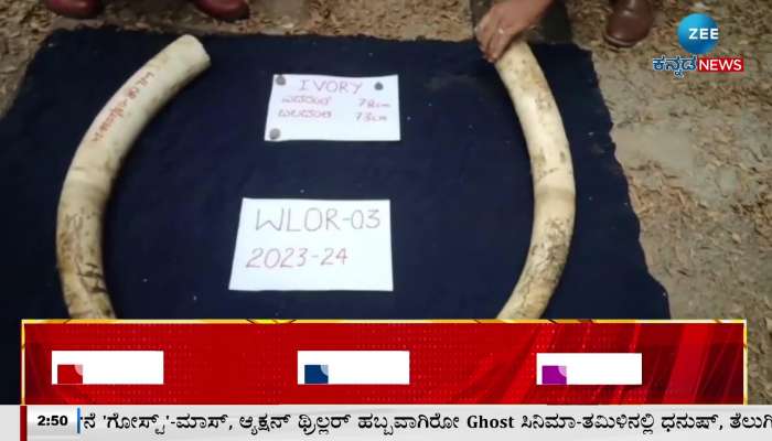 Arrest of thieves who went fishing and stole elephant tusk!