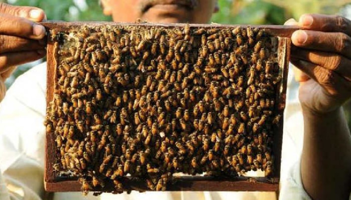 Beekeeping Training: ಜೇನುಗಾರಿಕೆ ತರಬೇತಿಗೆ ಅರ್ಜಿ ಆಹ್ವಾನ title=