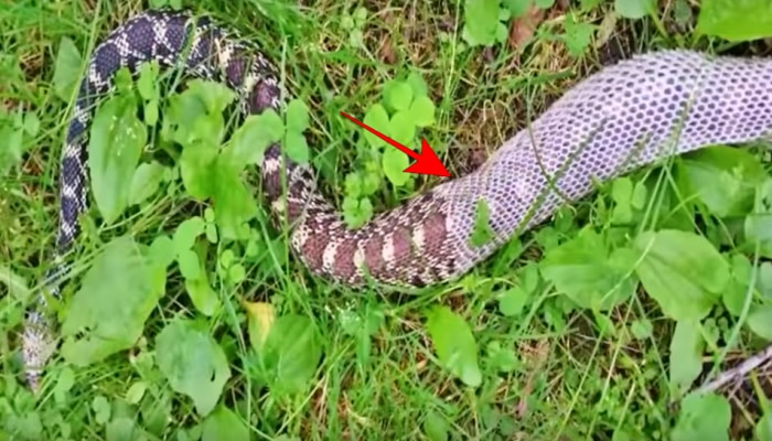 Snake Video : ಹಾವು ಪೊರೆಬಿಡುವ ವಿಚಿತ್ರ ದೃಶ್ಯ ವೈರಲ್‌ 