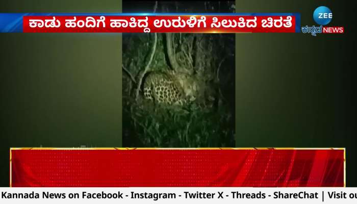 Forest department staff try to protect leopards