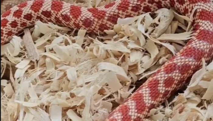 Red Snake video viral