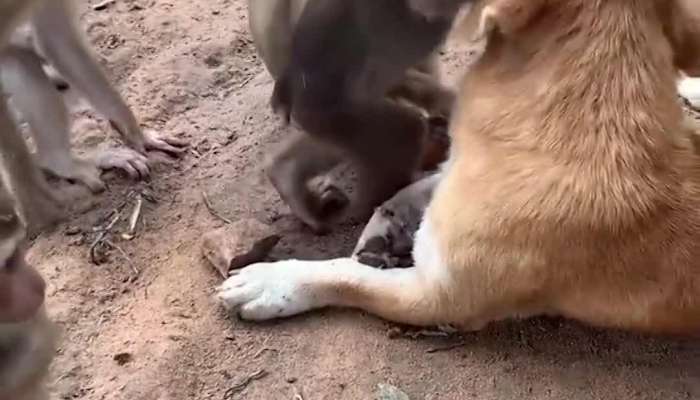 Monkey And Dog Funny Video  