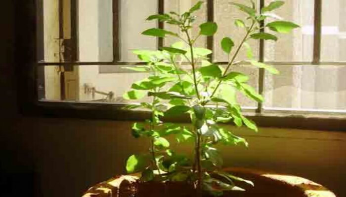 Tulsi plant Vastu: ಸುಖ-ಸಂಪತ್ತು ಮತ್ತು ಸಮೃದ್ಧಿಗೆ ತುಳಸಿಯ ಈ ವಾಸ್ತು ಸಲಹೆ ಪಾಲಿಸಿರಿ