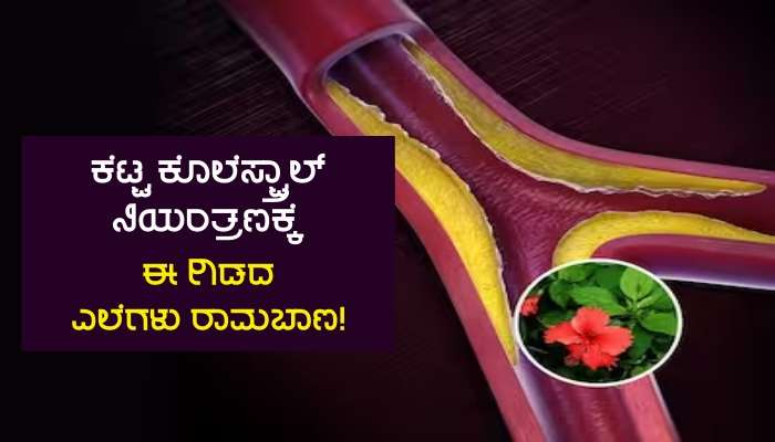 ಈ ಹೂವಿನ ಗಿಡದ ಎಲೆಗಳ ನೀರು ದೇಹದಲ್ಲಿನ ಕೆಟ್ಟ ಕೊಲೆಸ್ಟ್ರಾಲ್ ಗೆ ಶತ್ರು, ಈ ರೀತಿ ಬಳಸಿ!