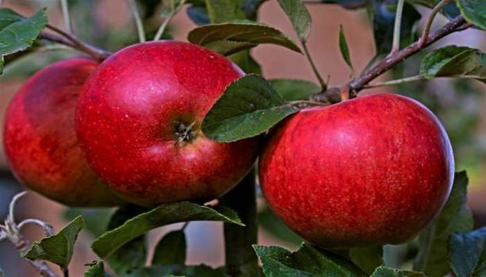 Apple Benefits: ರಕ್ತದೊತ್ತಡದಿಂದ ತೂಕ ನಷ್ಟದವರೆಗೆ.. ಸೇಬು ತಿಂದರೆ ಸಿಗುತ್ತೆ ಇಷ್ಟೆಲ್ಲಾ ಲಾಭ! 