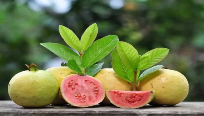 Guava leaves health benefits : ನಿತ್ಯ  4 ರಿಂದ 5  ಈ ಹಣ್ಣಿನ ಎಲೆಯನ್ನು ಜಗಿದರೆ ದೂರವಾಗುವುದು ಈ ಐದು ಕಾಯಿಲೆ !