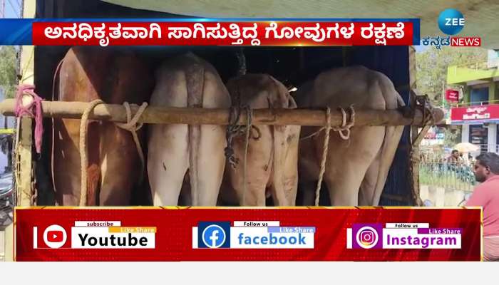 Protection of illegally transported cows 