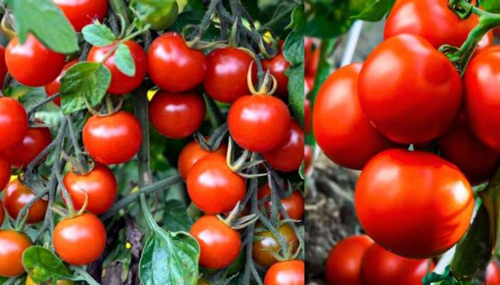 Tomatoes Side Effects: ಈ ಸಮಸ್ಯೆ ಇರುವವರು ಹೆಚ್ಚು ಟೊಮೆಟೊ ತಿನ್ನಬಾರದು.. ಹುಷಾರಾಗಿರಿ