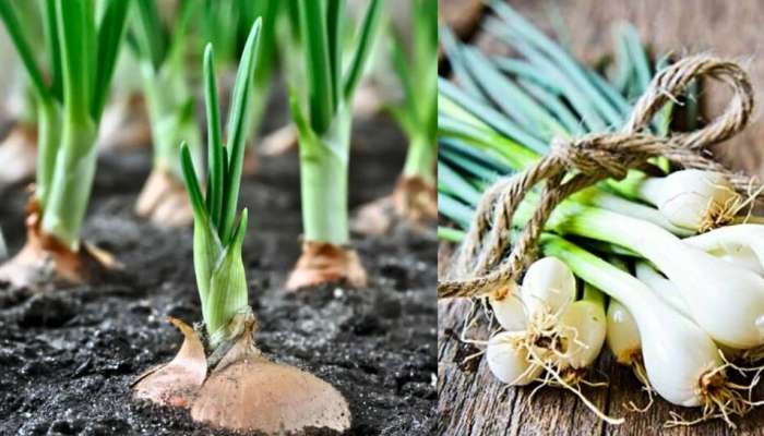 Spring Onions: ಈರುಳ್ಳಿ ಕಾಂಡದಿಂದ ಹಲವಾರು ಪ್ರಯೋಜನಗಳಿವೆ.. ತಿಳಿದರೆ ಬೆಚ್ಚಿ ಬೀಳುತ್ತೀರಾ..!